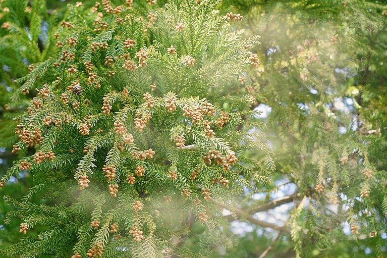 花粉症の眼科治療